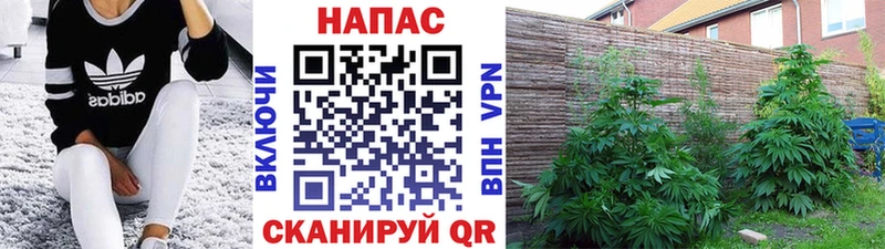 blacksprut   сколько стоит  Туапсе  даркнет наркотические препараты  Бошки Шишки OG Kush 